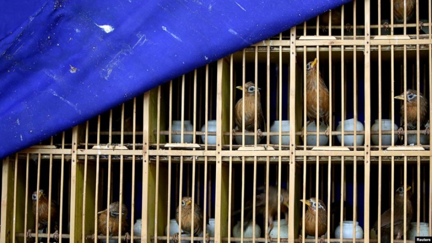 Ngoại trưởng Mỹ kêu gọi Trung Quốc đóng cửa các chợ động vật hoang dã